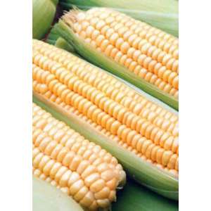 Тести Дрим F1 - кукуруза сахарная, 5 000 семян, Agri Saaten (Агри Заатен) Германия  фото, цена